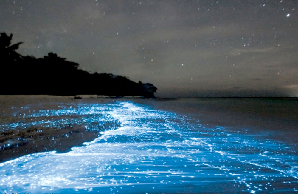 night swim