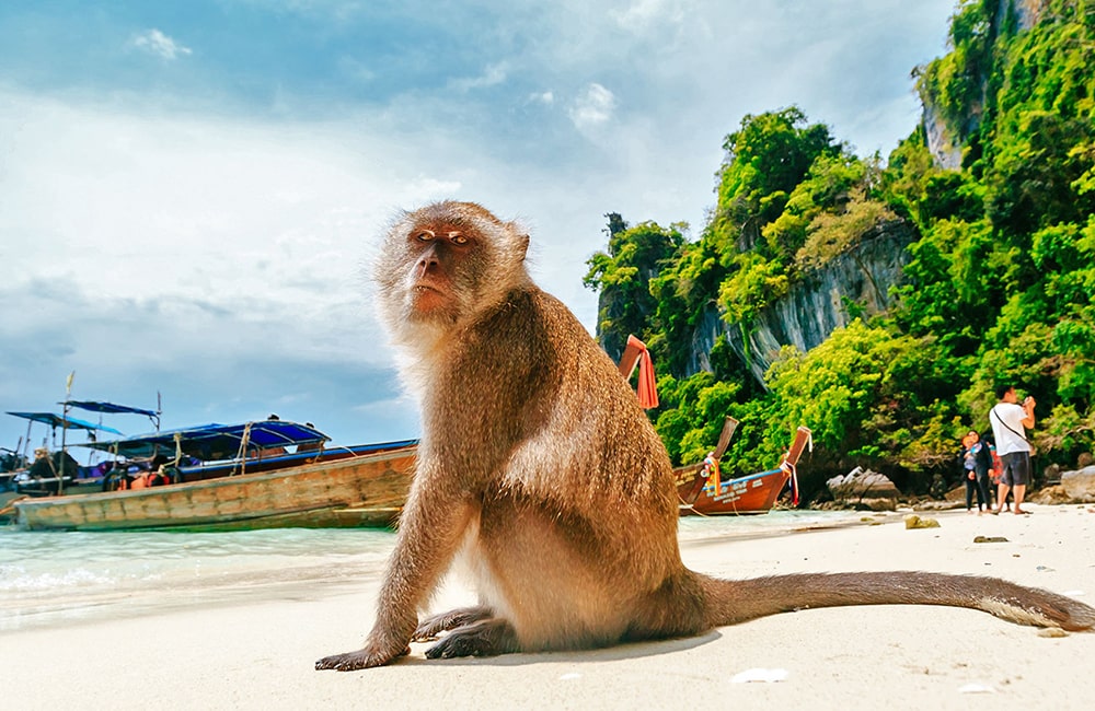 Monkey beach 