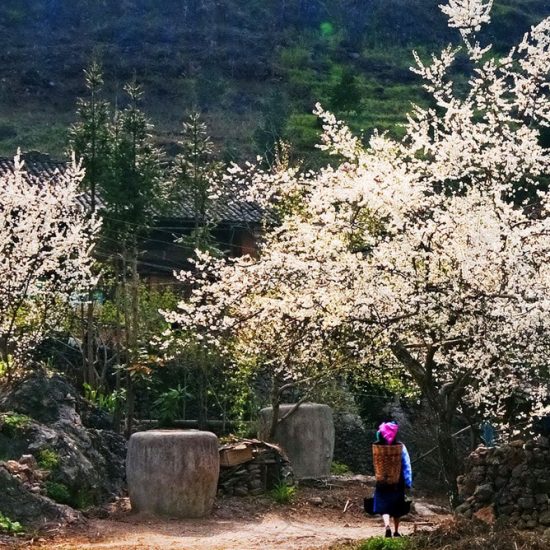 sapa spring