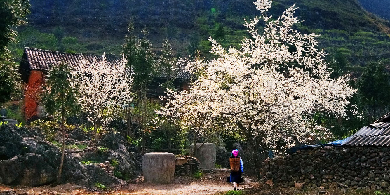 sapa spring