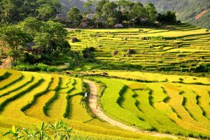 yellow colour of ripened fields in pu luong nature reserve