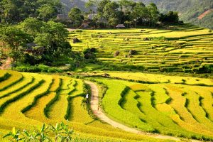 yellow colour of ripened fields in pu luong nature reserve