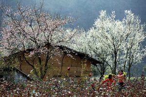 peach flowers in Mai Chau valley