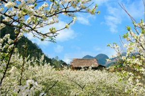 Ban Flowers in Mai Chau valley