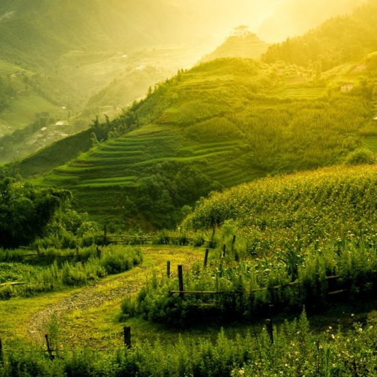 Sapa